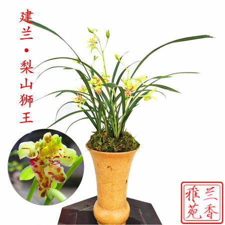 兰花养护指南：晒太阳技巧