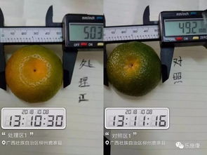 纯营养着色剂施乐彩：桔子的美容师