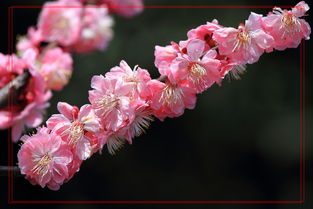 梅花绽放，春意盎然