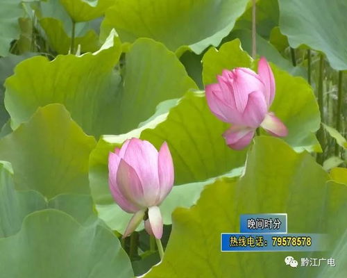 光照与水分：荷花的生命之源