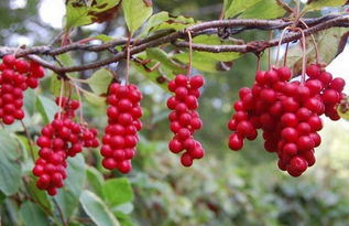 修剪要点（入冬前完成）：