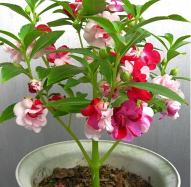 白凤仙花的多种用途