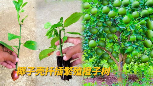 橙子树病虫害防治全攻略