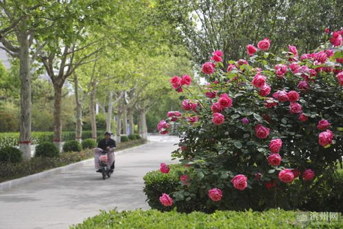 滨州植物园，花的世界