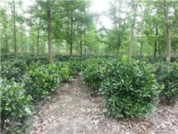 树苗的未来展望