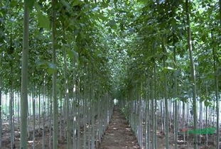 优质国槐苗木，品质保证