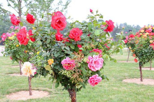 嫁接品种多样性