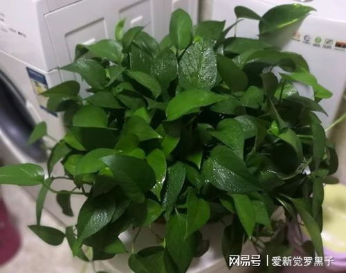 多菌灵灌根，绿萝会怎样？