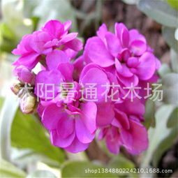 播种容器，选择有讲究