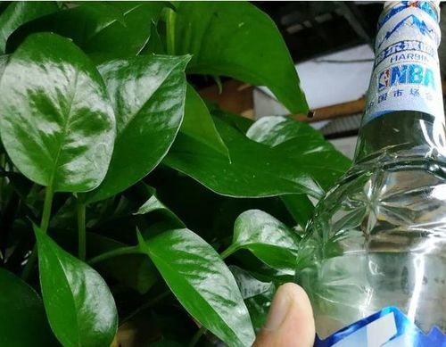 啤酒的叶面护理