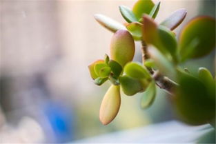 繁殖方式， 景天科植物的“生命延续”