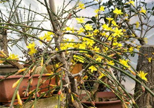 迎春花的品种与分布