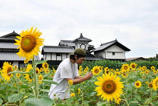 太阳花：阳光下的“开花机器”