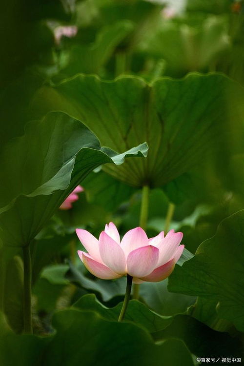 莲花象征着纯洁、美好和高洁，寓意着出淤泥而不染的精神