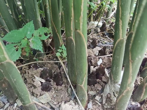 鹅肠菜药用价值高，农业新宠