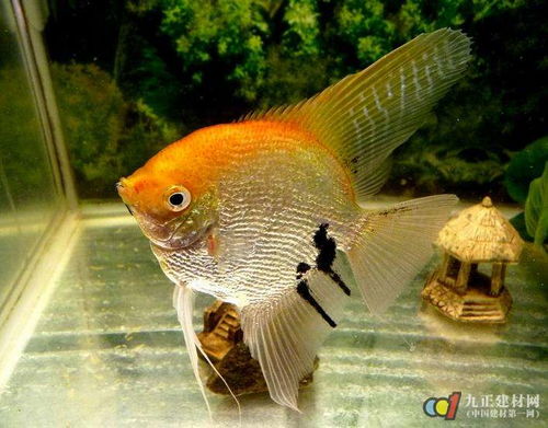 新手养七彩神仙鱼，如何挑选合适的干饲料？