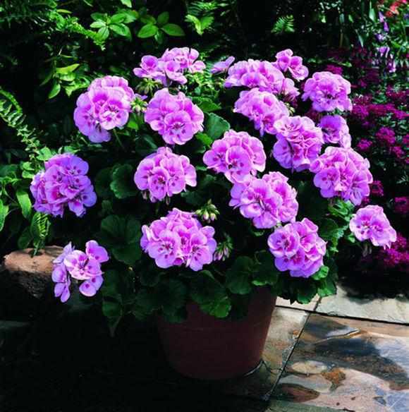 花儿们的品种也是多到数不过来