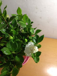 盆土搭配，营养要充足