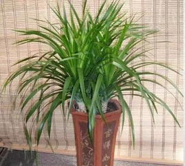 五针松耐旱，不耐涝