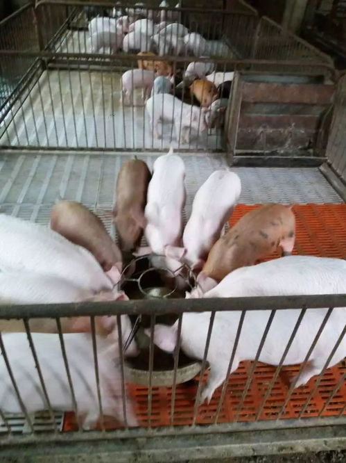 教槽料成本高？集团猪场如何降低成本避免陷阱实操分享？