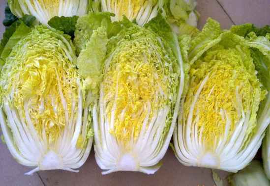 黄心菜：大白菜的“小伙伴”