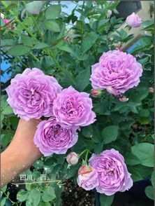 薄荷冻糕：条纹美丽， 花色多变