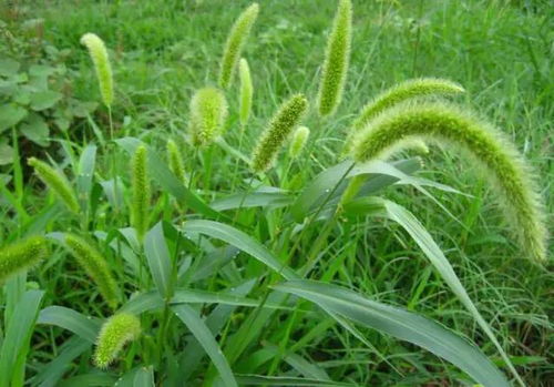 狗尾草：耐旱耐寒