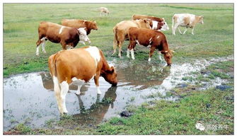 发酵精饲料喂牛有哪些优缺点？对牛的生长发育和健康有何影响？