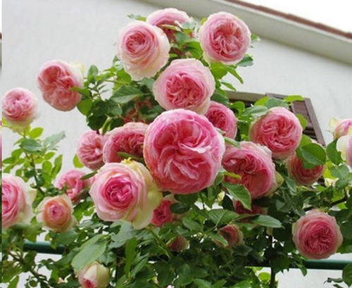 花期长：从春天到秋天 花开不断