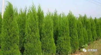 塔柏的寿命之谜