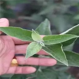 如何修剪短枝富士？专家建议是否需环剥