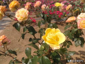 修剪：打造月季的美丽身姿