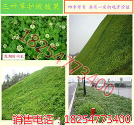 护堤种草， 气候差异大，选草要堪天吃饭