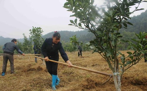 除草剂对果树生长的影响