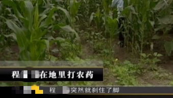 农药的奥秘：味道Zui臭的竟然让人感觉Zui好闻？