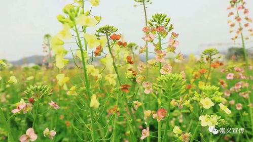 春兰秋菊，长无绝兮终古