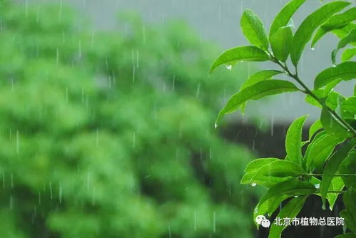 桔子皮水浇花，植物更健康！
