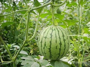 夏日养吊钟海棠，我有妙招！