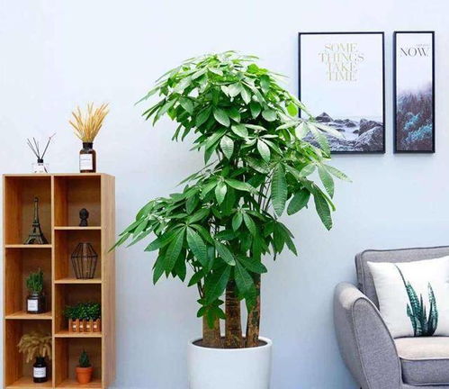 吊兰：财源滚滚，生机勃勃