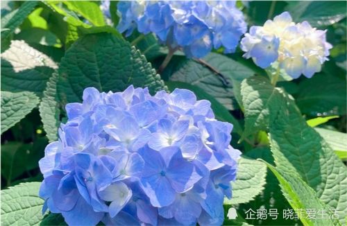 解决积水问题，福建花友有妙招