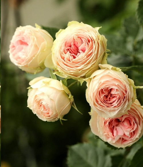 月季叶子掉光，秋季修剪大揭秘这个！