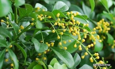 米兰花的开花季节