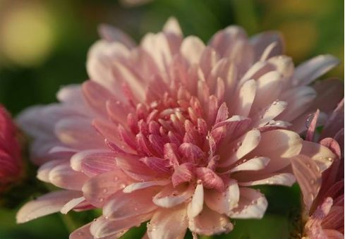 新手养花注意事项