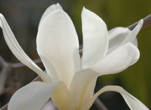 白玉兰花语纯洁高尚，它究竟蕴含着怎样的深层寓意