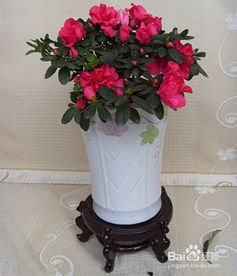 再说说伊芙封丹