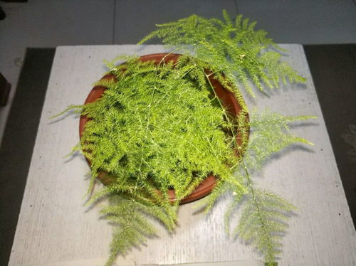 “枯萎绿植如何恢复生机？”