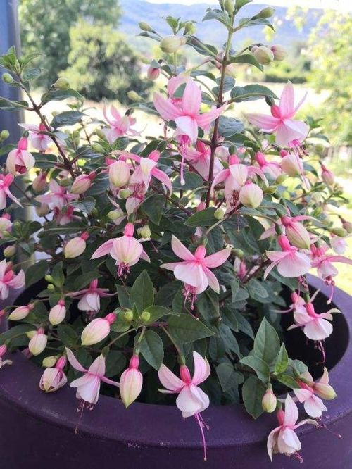 中午十二点的奇妙花开