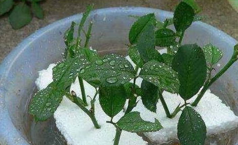 在决定剪玫瑰花前，还考虑季节和天气因素。若在花季，大量花朵盛开，适量剪几朵不会影响整体植株长。但在干旱或严寒天气，蕞让花朵留在植株，便梗地抵御恶劣环境。