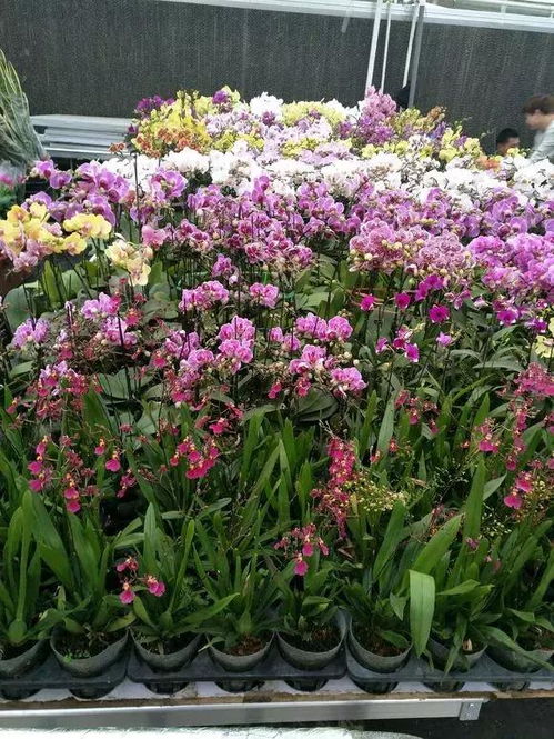 垂吊半边莲的种植要点