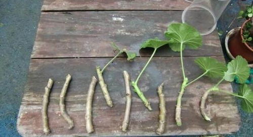天竺葵扦插苗栽培基质调配时如何科学配制适合其生长的栽培介质